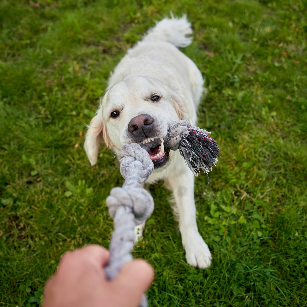 DIY Pet Training Tools: Creating Custom Solutions for Training Success