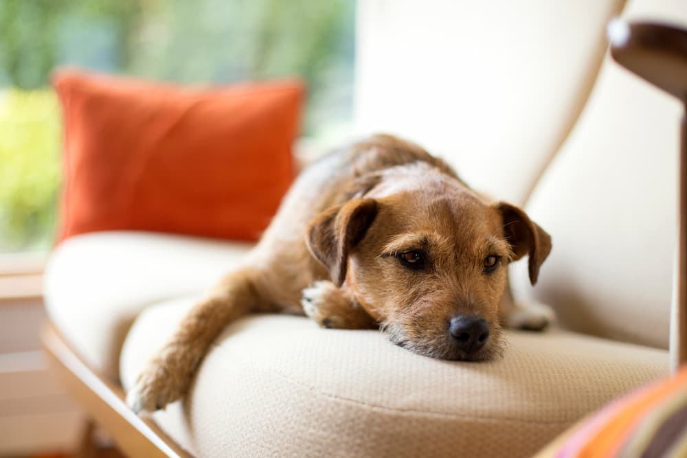 When Your Dog Starts Slowing Down: What to Do About Stiff Joints