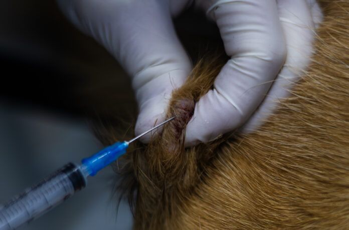 You may opt to start determining if it’s a mast cell tumor of histiocytoma with a fine needle aspirate. This is simpler than a surgery but gets cells to send to pathology for an initial diagnosis