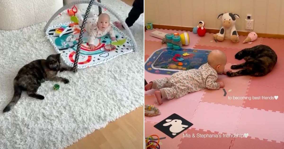 A Cat, a Baby, and a Dog Who Mothers a Toy: The Bonds That Redefine Family