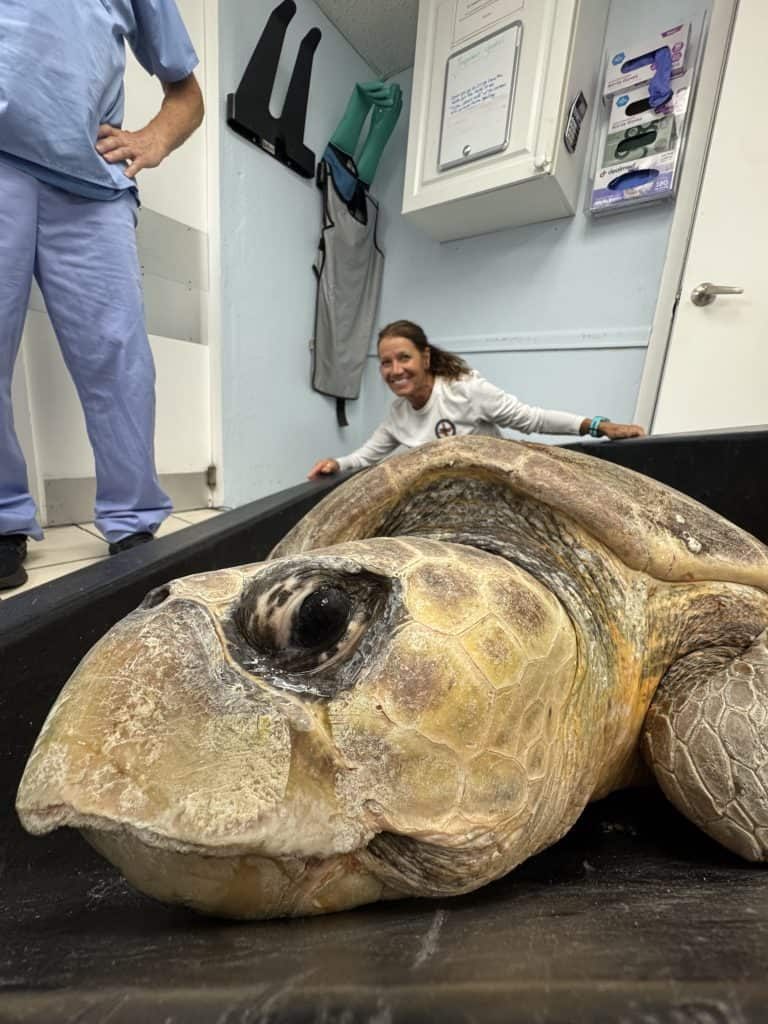 The team at the Turtle Hospital worked to determine the cause of Timmy’s erratic behavior in the water, whether it was something neurological or the result of a boat strike