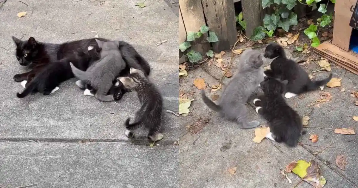 From Shadows to Sofas: A Feral Mama Cat's Pivotal Shift to Trust