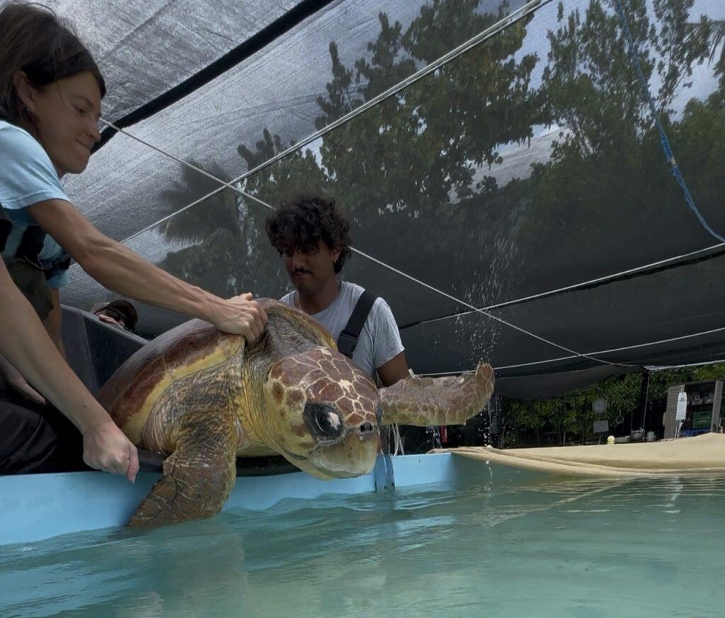 This 160,000-gallon tidal pool more closely mimics her natural environment