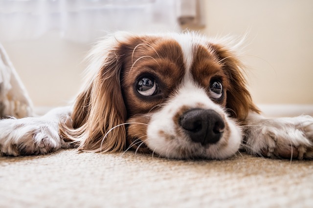 Dog shaking head showing signs of ear yeast infection discomfort
