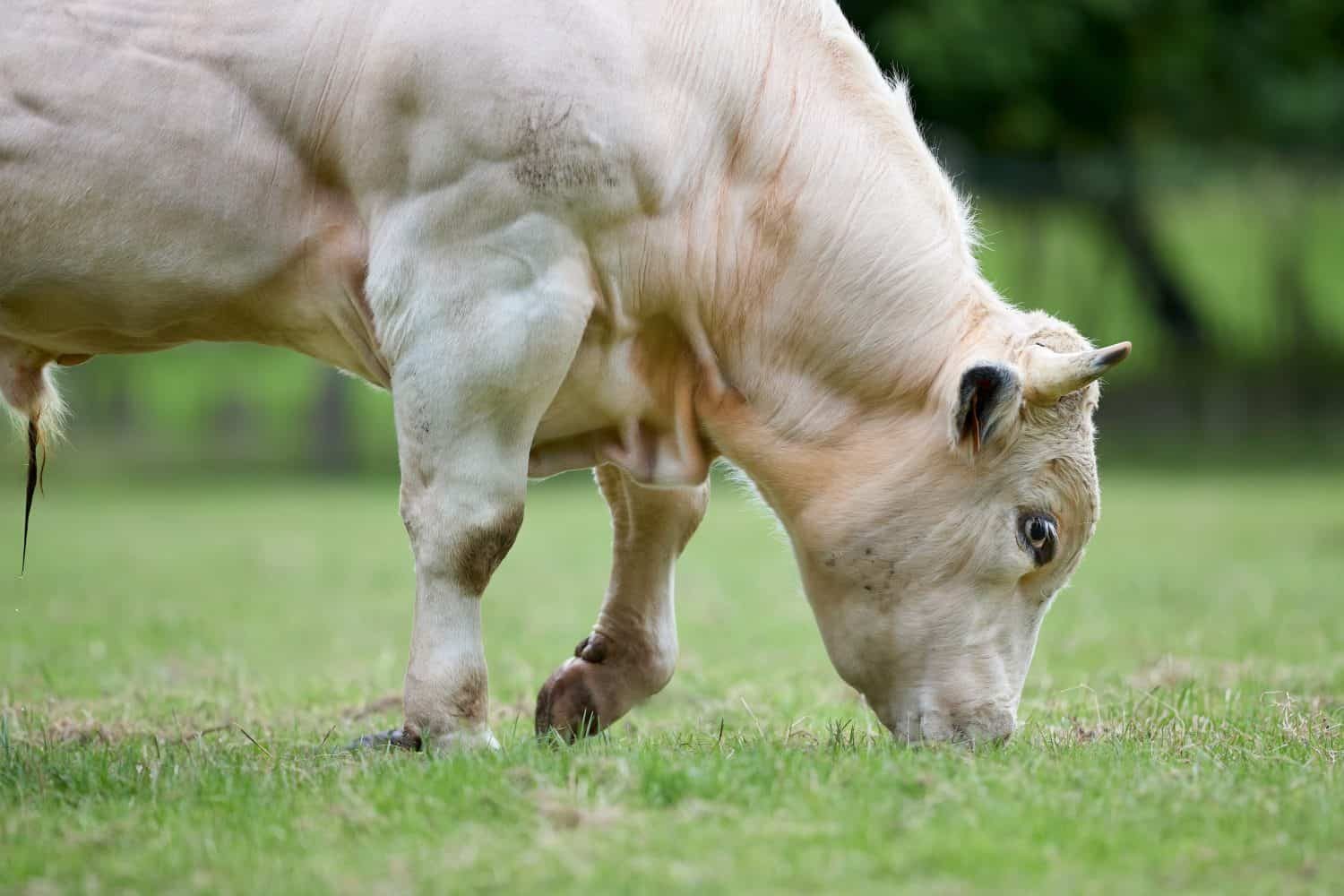 The Belgian Blue is among the top ten heaviest cattle breeds in the world