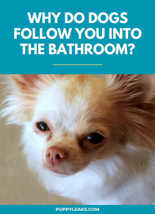 Why Do Dogs Follow You Into The Bathroom?