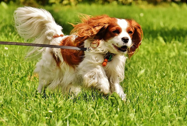 7 Dog Trackers That Offer More Than Just Location in 2026