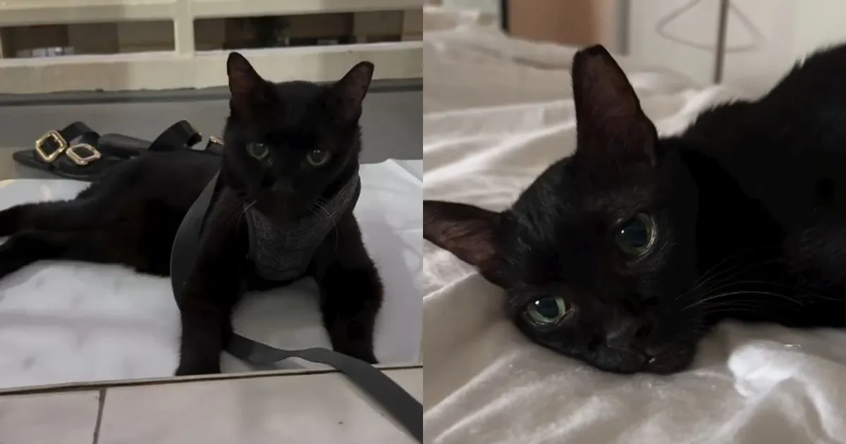 A Senior Stray's Unbroken Gaze Tells the Story of a Second Chance