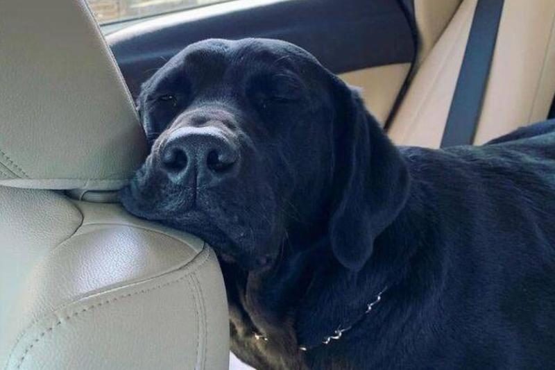 The Name in the Letter: Why a Shelter Dog Wouldn't Respond