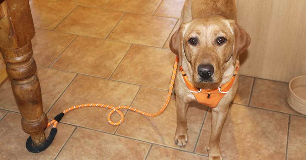 Tether Training Done Right: How a Short Line Can Build a Calmer Dog