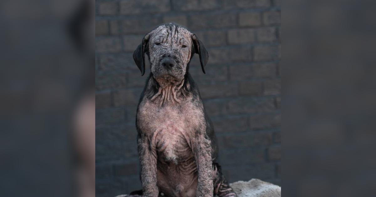 Two Rescued Animals Show How Patience Rewrites a Story Fear Wrote