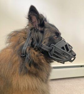 Model is a 43-pound Belgian Tervuren wearing a size 3.