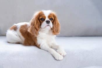 A content dog sitting calmly, reflecting joy and comfort in daily routines.
