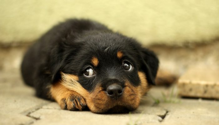Those Shifty Eyes: What Your Dog's Side Eye Is Really Trying to Tell You