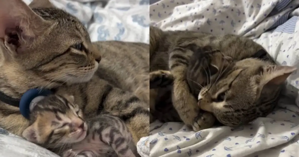 Why This One-Kitten Mother Cat Never Leaves Her Baby’s Side