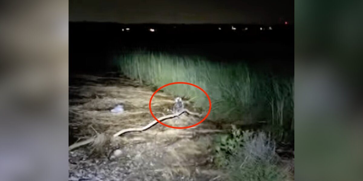 A Flashlight in the Marsh Revealed a Lost Osprey — and a Rescue That Brought Him Home