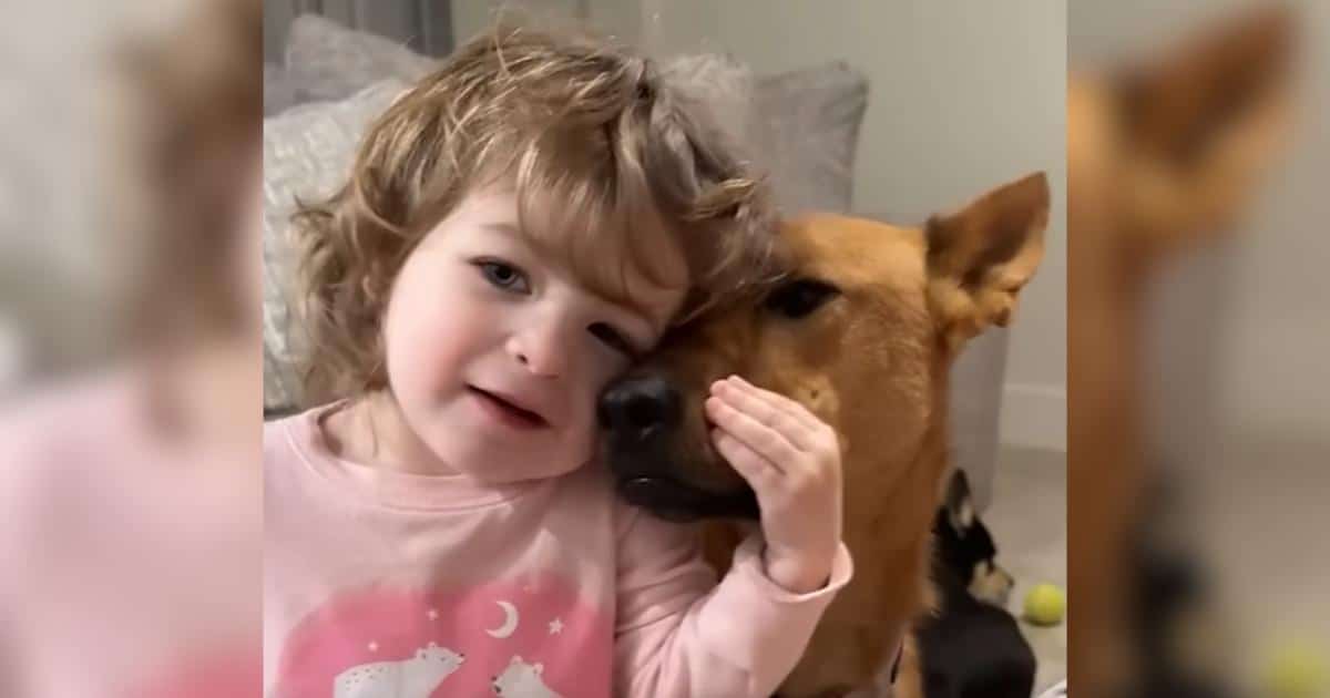 Beyond the Shelter Stigma: How Scrutinized Dogs Can Forge Deepest Trusts