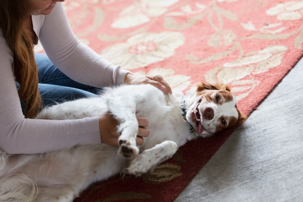 Dog on the floor getting its belly scratched
