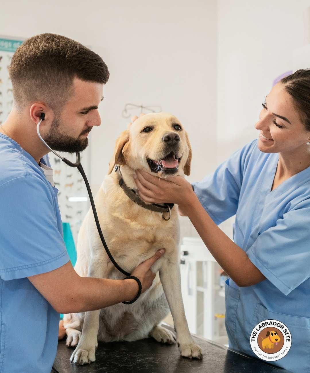 Why Your Vet, Your Trainer, and Your Breeder All Disagree on When to Neuter