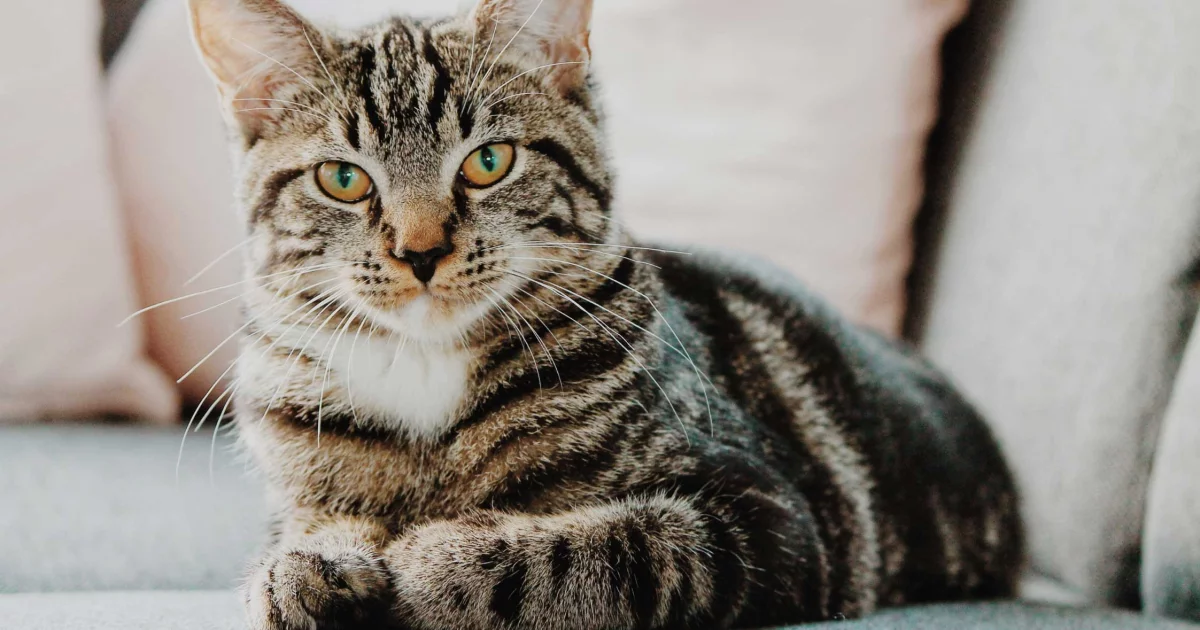 CVE and iCatCare's Feline Medicine DE Course: Is This Two-Year Program Worth the Investment?