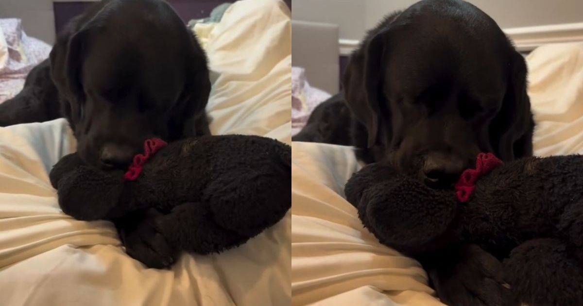 The Ritual of the Beloved Object: What Winnie and Mia Reveal About Deep Pet Bonds