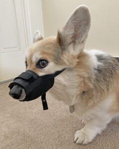 Model is a 27-pound Pembroke Welsh Corgi wearing a size medium.