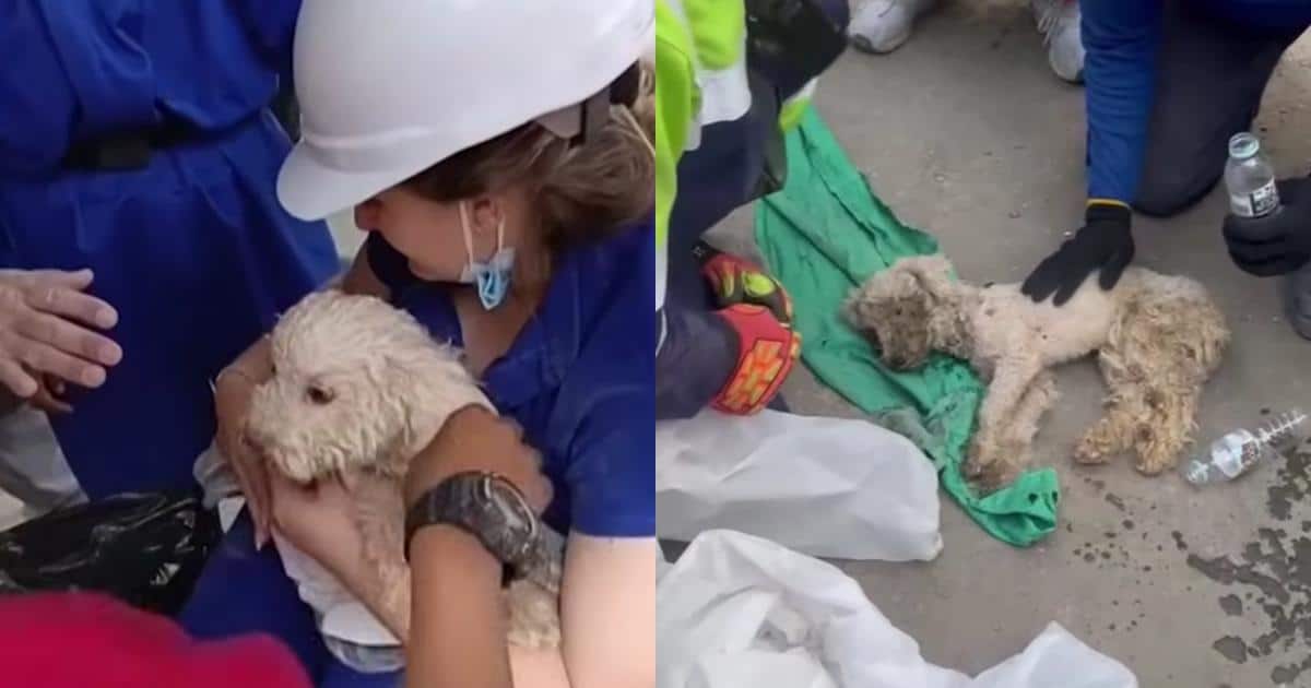 29 Days Under Rubble: How a Small Poodle Outlasted a Catastrophe