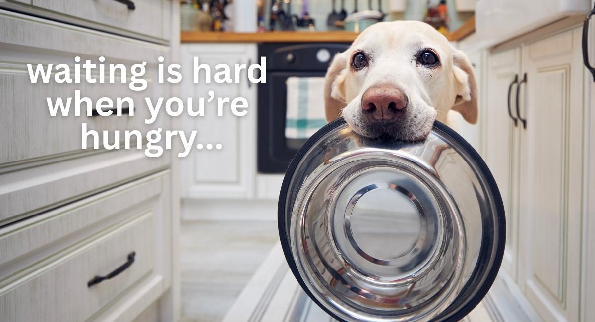 Your Dog Is Obsessed With Food — Here's How to Outsmart the Weight Gain