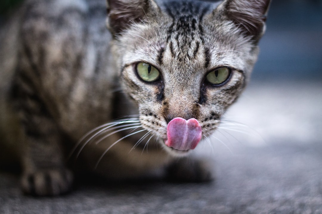 8 Signals Your Cat's Nose Sends About Dinner