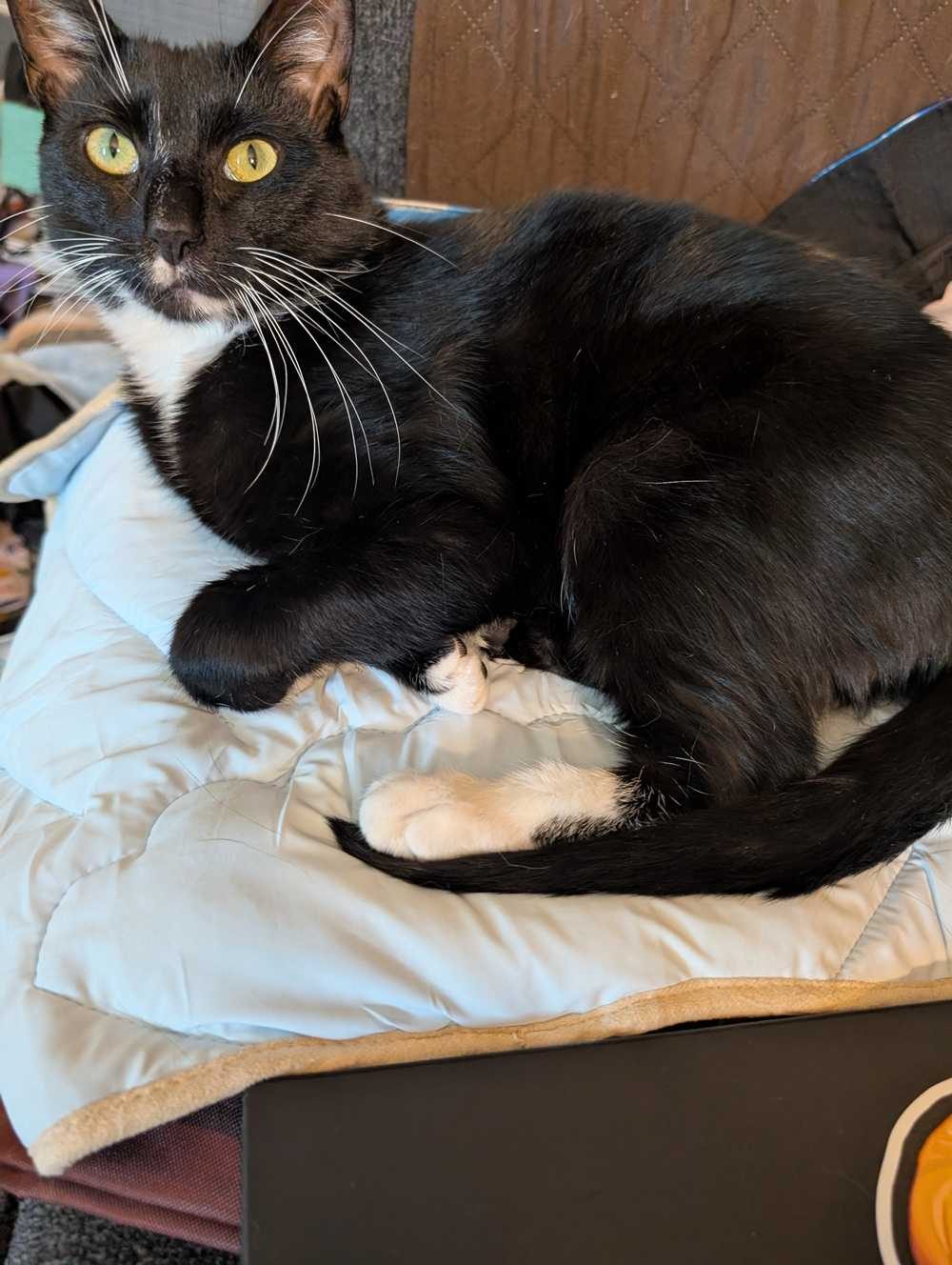 Sea Shell Cat Cooling Mat