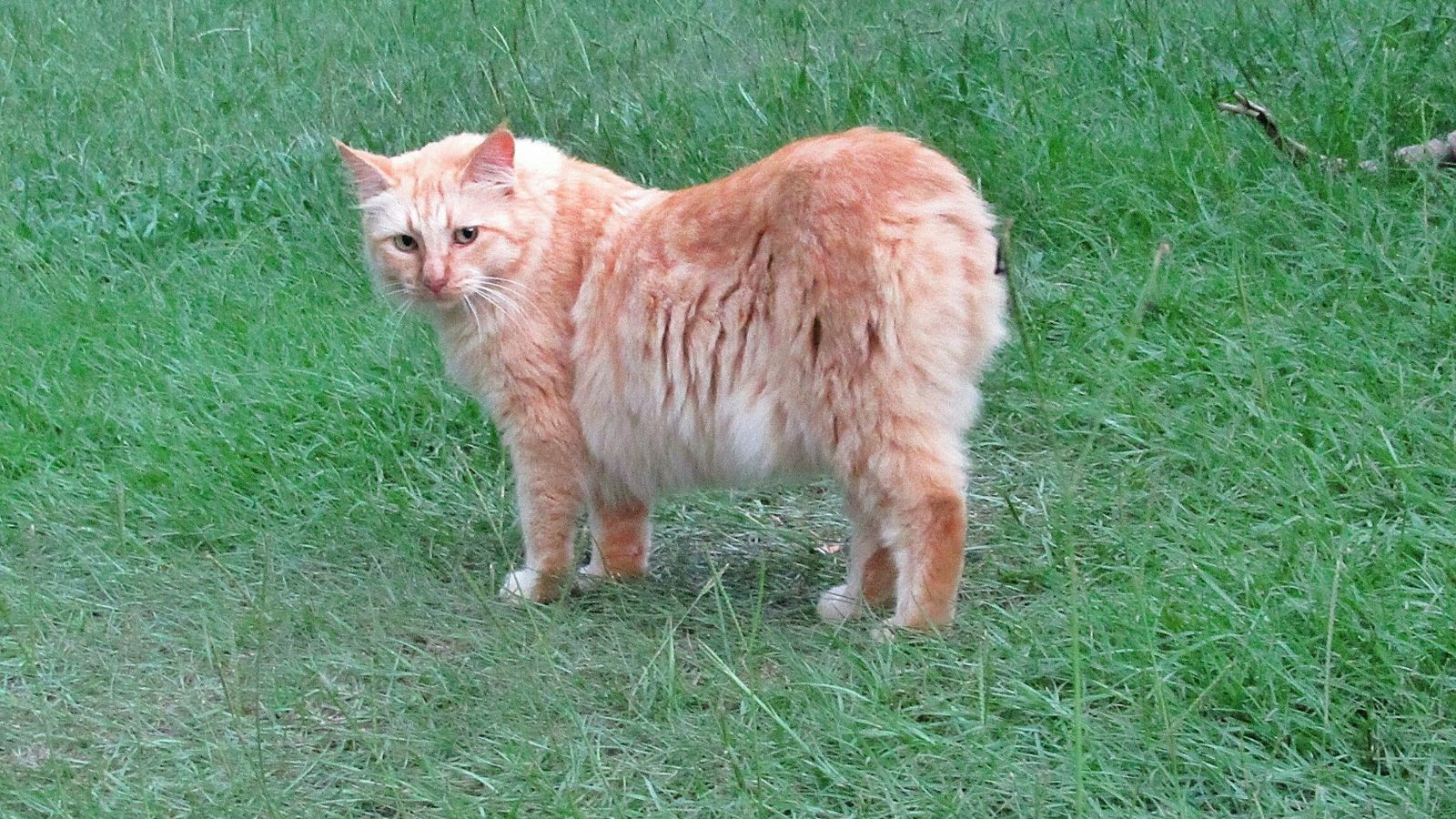 American Bobtail