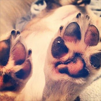 Close up of dog's paw pads pink and black
