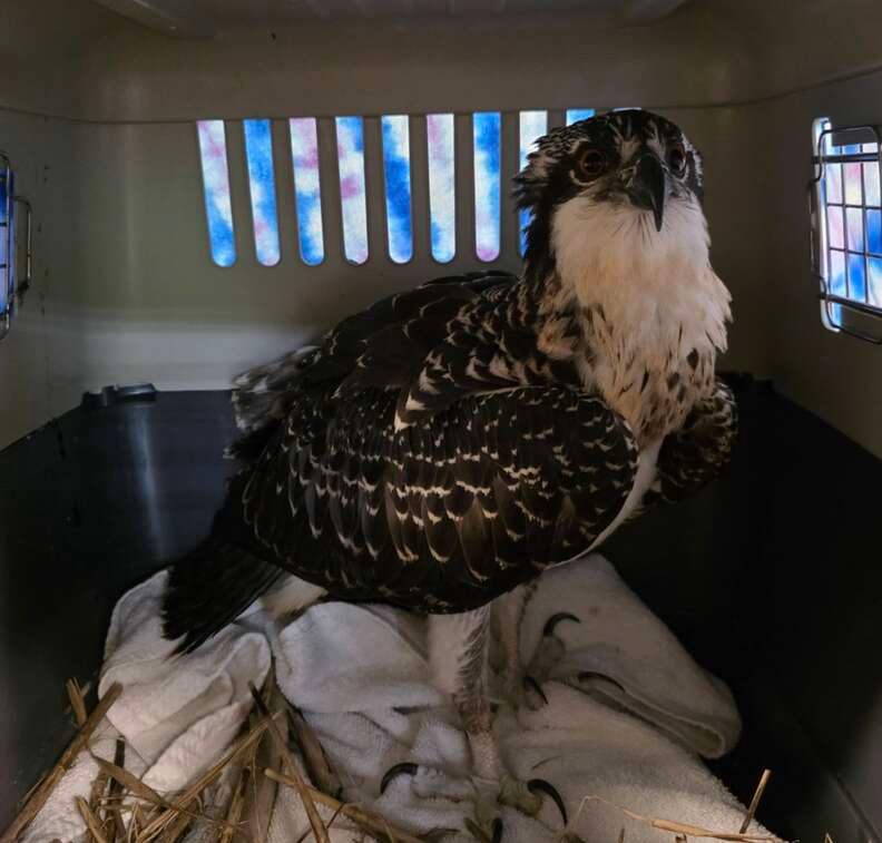 Osprey in carrier