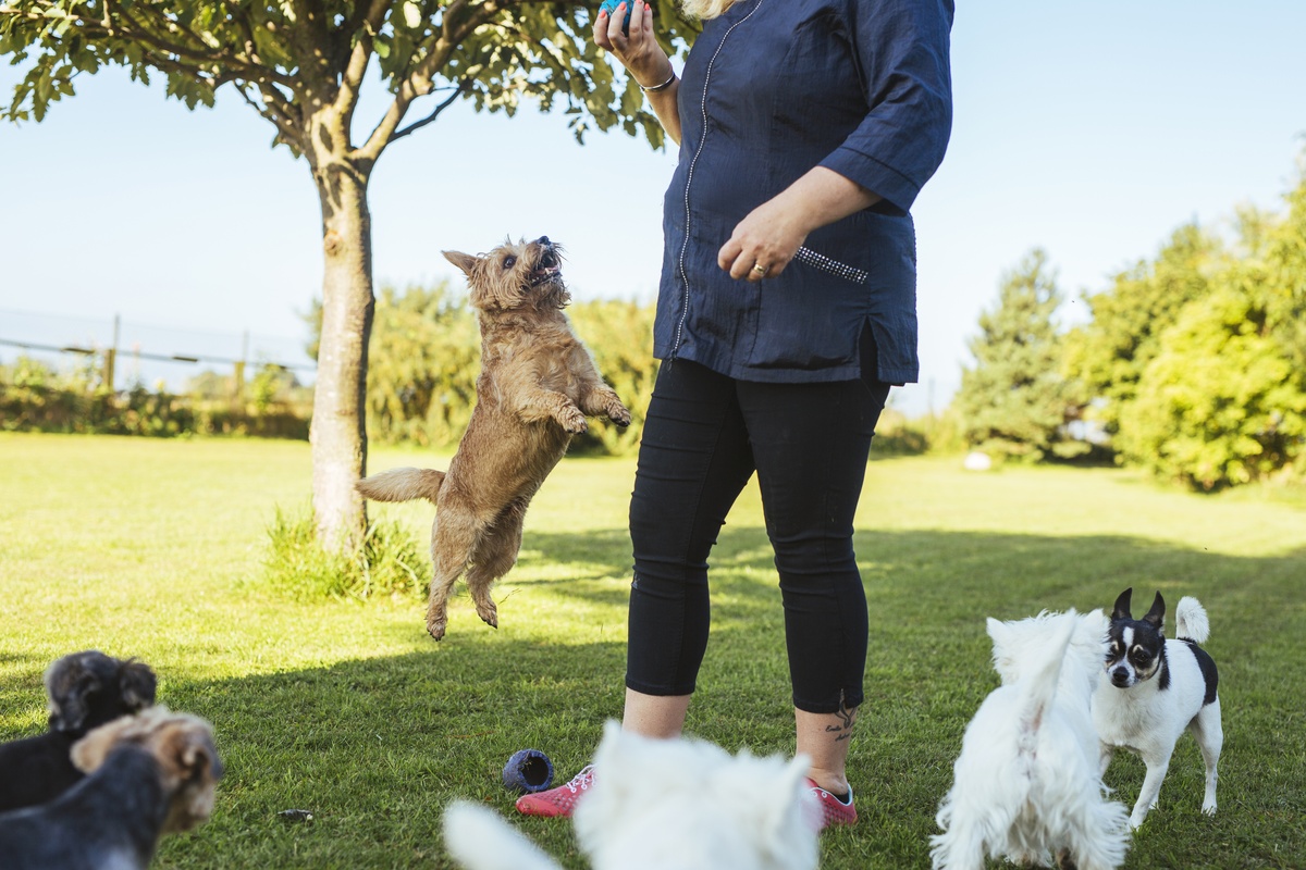Why At-Home Dog Training Fails Without a Structure Built for Your Dog