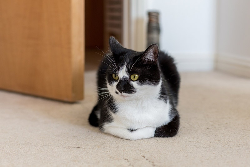 Why Your Cat Sits Like a Loaf of Bread – and When It's a Red Flag