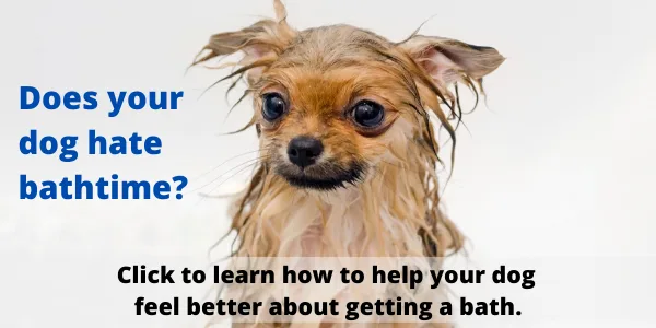 How-to-help-your-dog-feel-better-about-baths