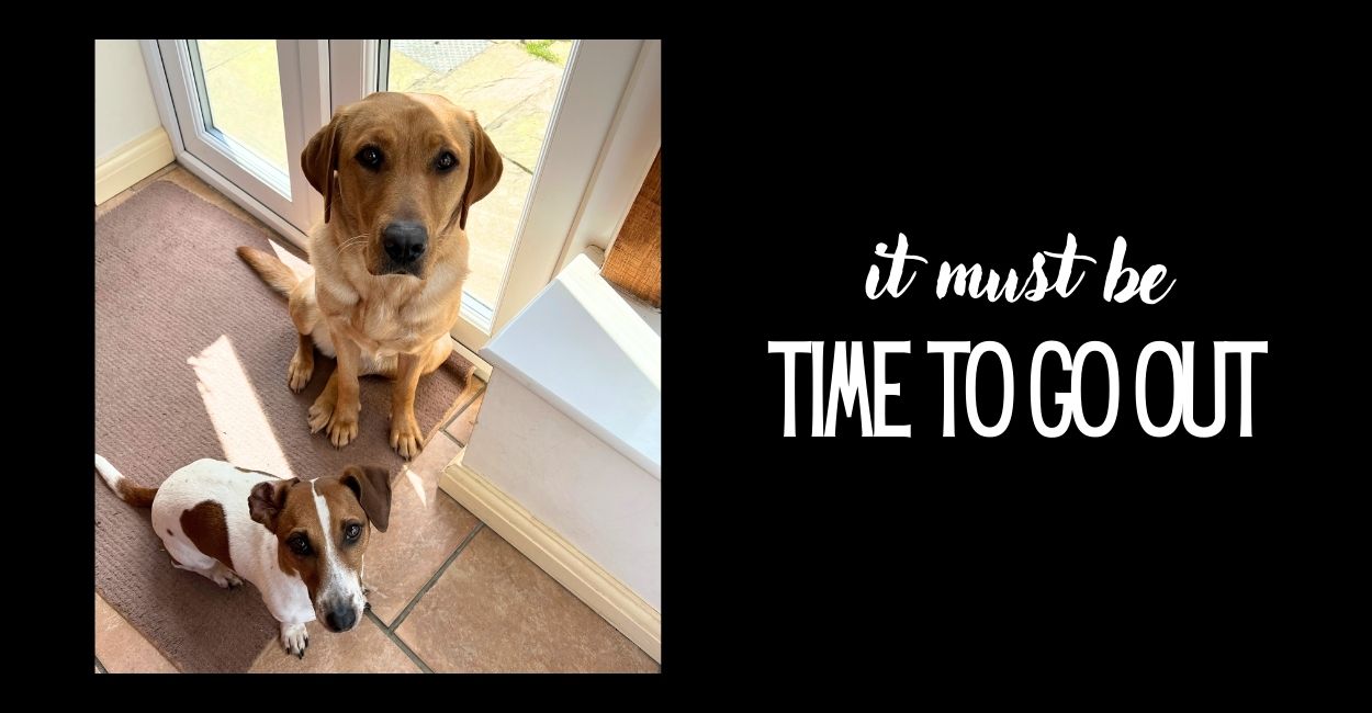 That Doorbell Trick For Dogs Can Backfire In Three Ugly Ways