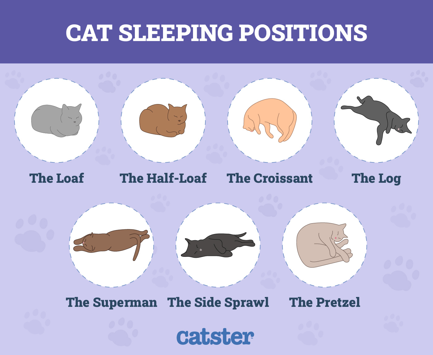 You are free to use this image but we do require you to link back to Catster.com for credit