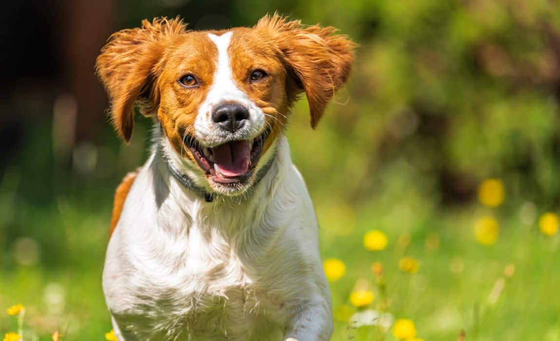 9 Best Dog Foods to Fuel Your Brittany's Active Life