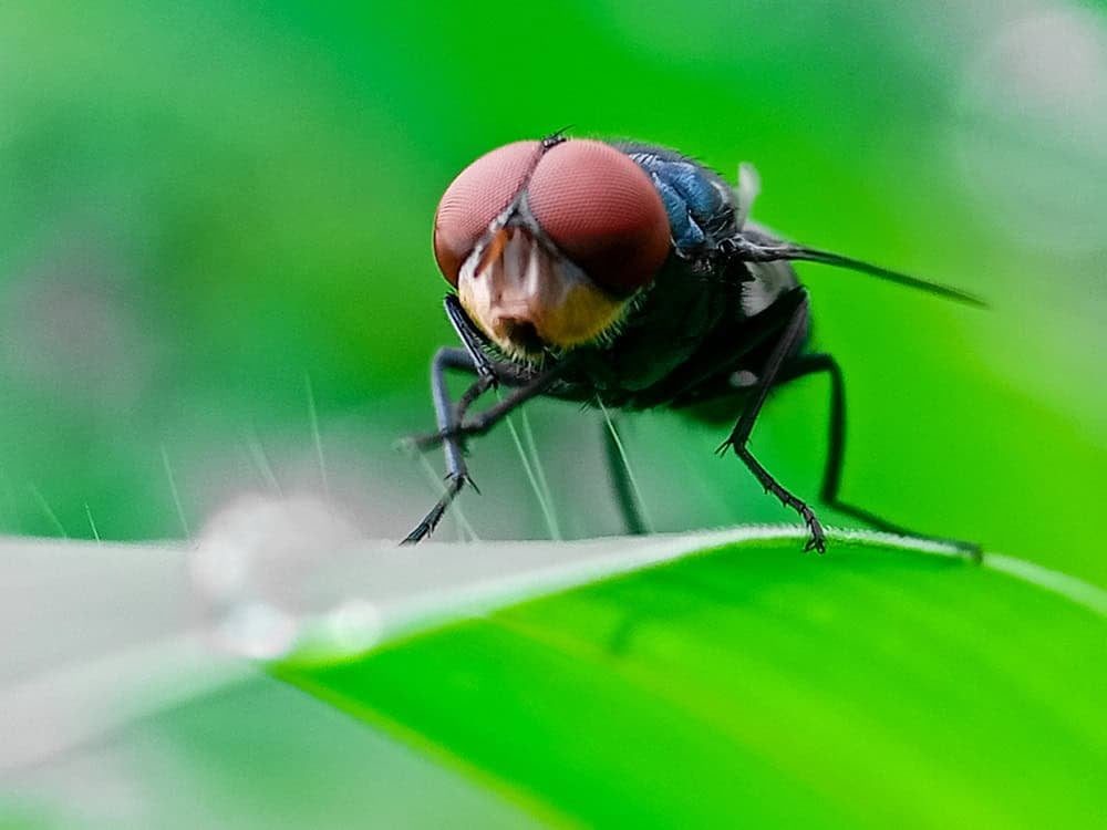 The Flesh-Eating Screwworm's US Return Is Met with Genetic Sabotage and Predictive Alerts