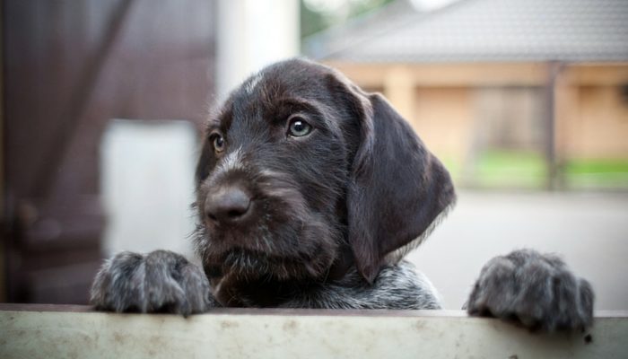 Your Dog Got Skunked — Here's the Rescue Plan You Need Ready Tonight