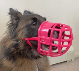 Model is a 43-pound Belgian Tervuren wearing a size medium.