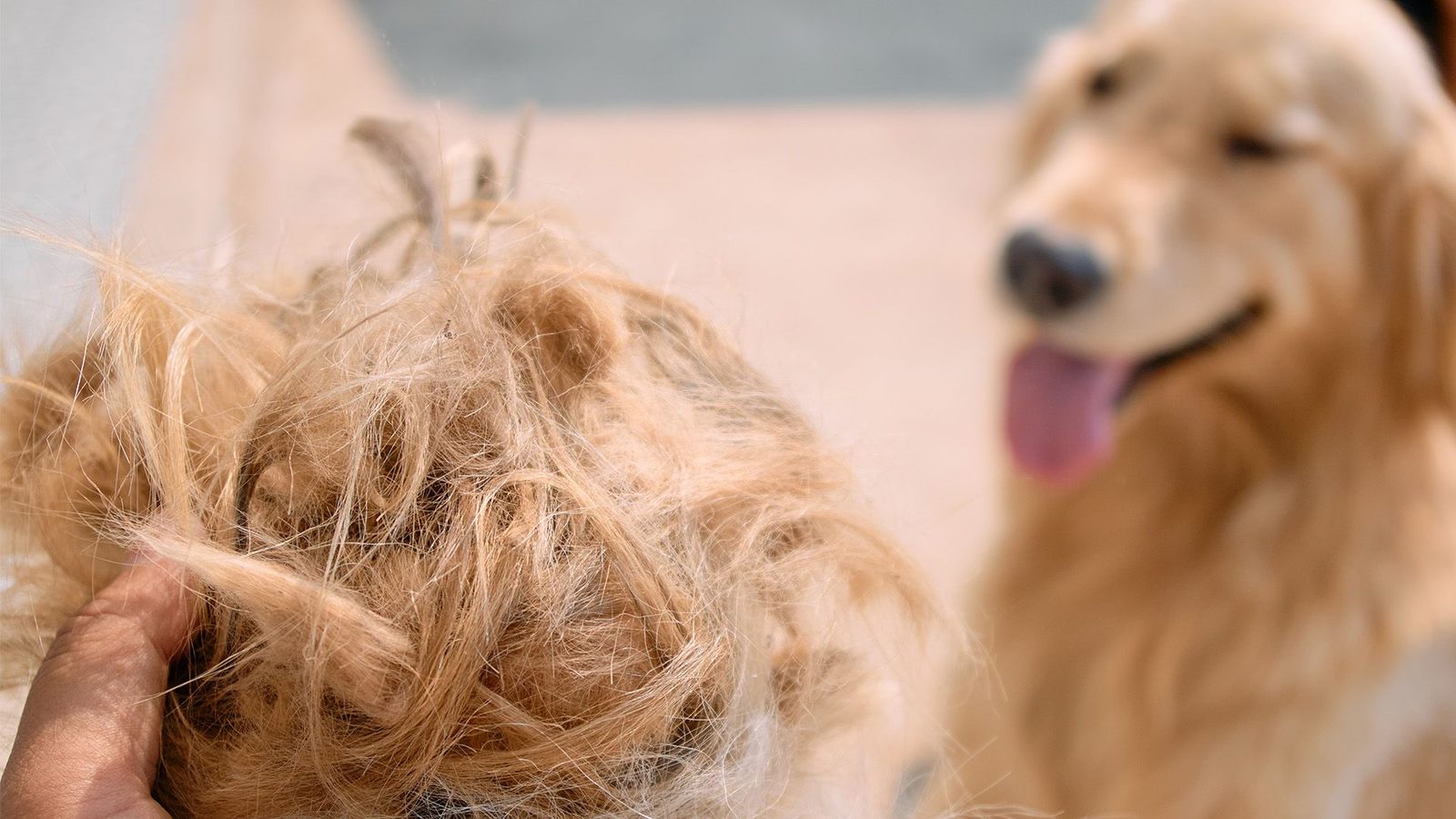 Tame the Fur: Tools, Routines, and a Foster Named Freedom