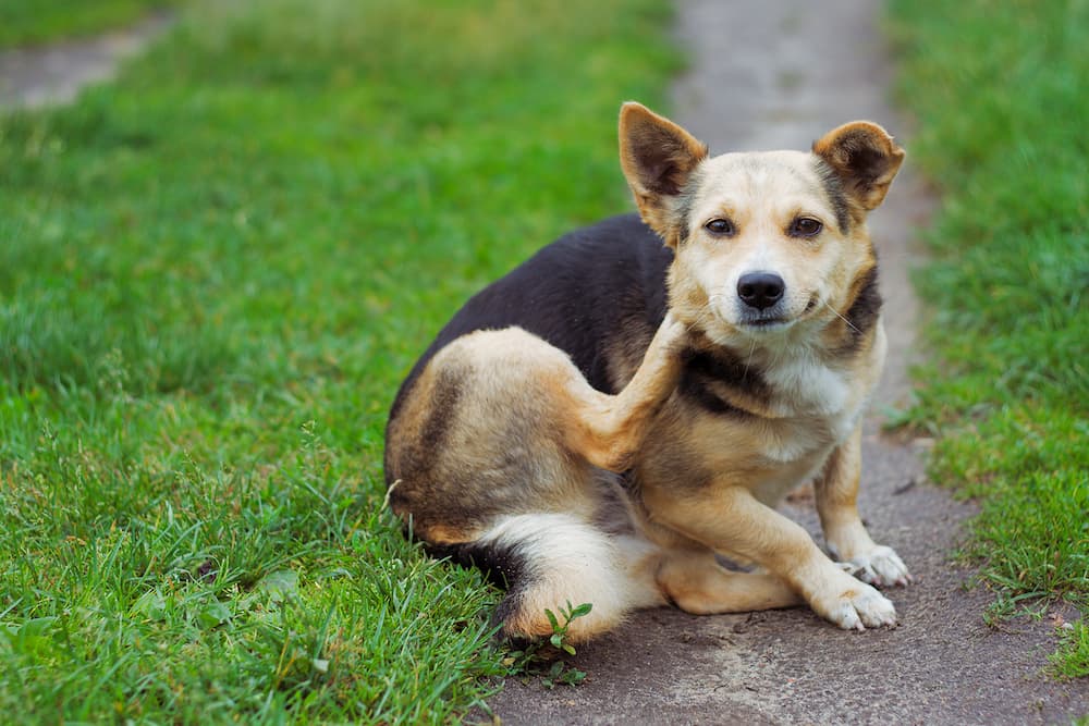 Nine Evidence-Based Factors That Actually Help Dogs With Skin Allergies