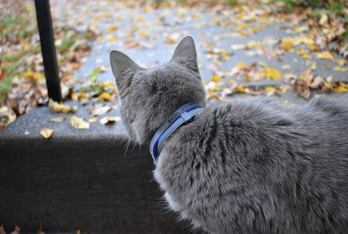 Cat watching