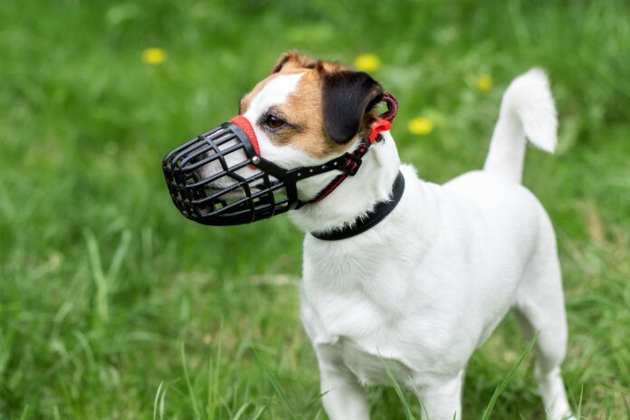 A dog who is trained to accept a muzzle will be comfortable, so wearing it does not increase his stress