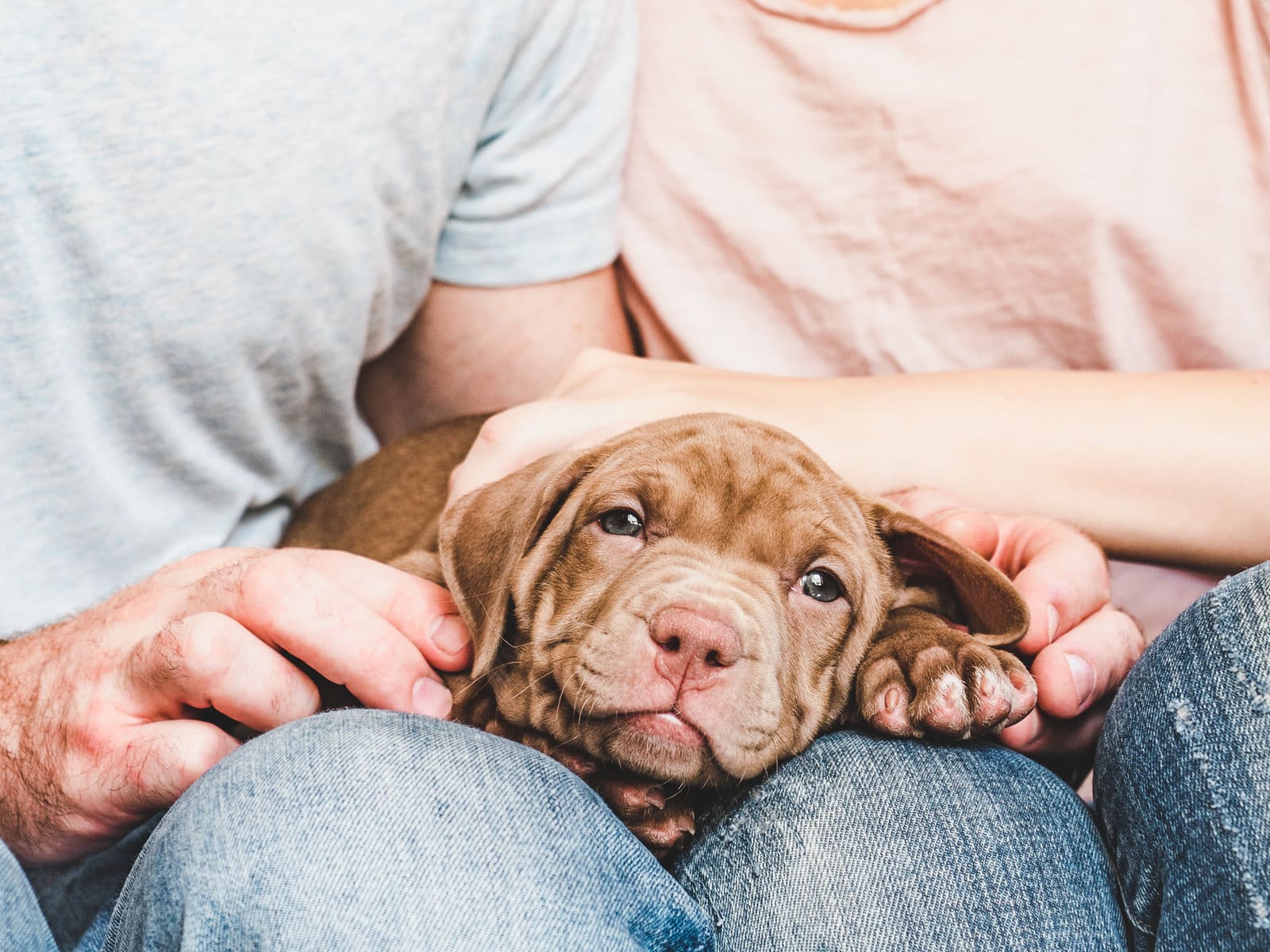 A Practical Guide to Navigating the Puppy Blues After Bringing Your Dog Home