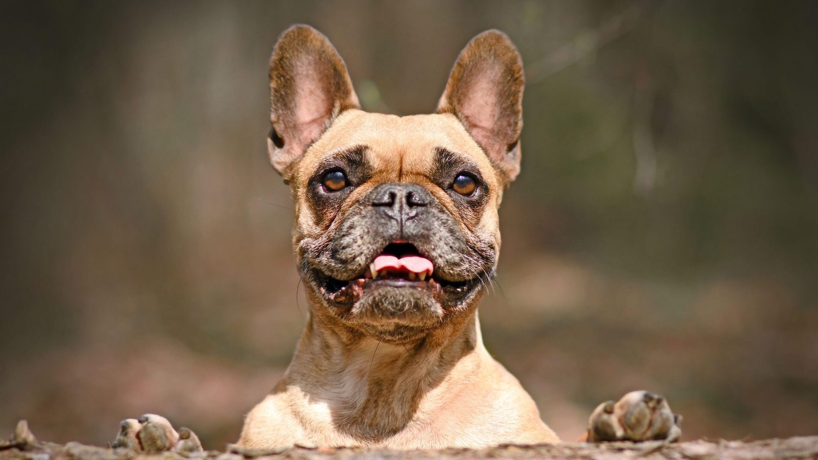 French Bulldogs top the AKC’s most popular breed list
