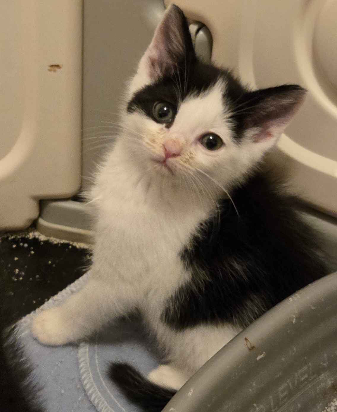 A Different Kind of Wobbly Kitten – Meet Little Lala 20260603_205501