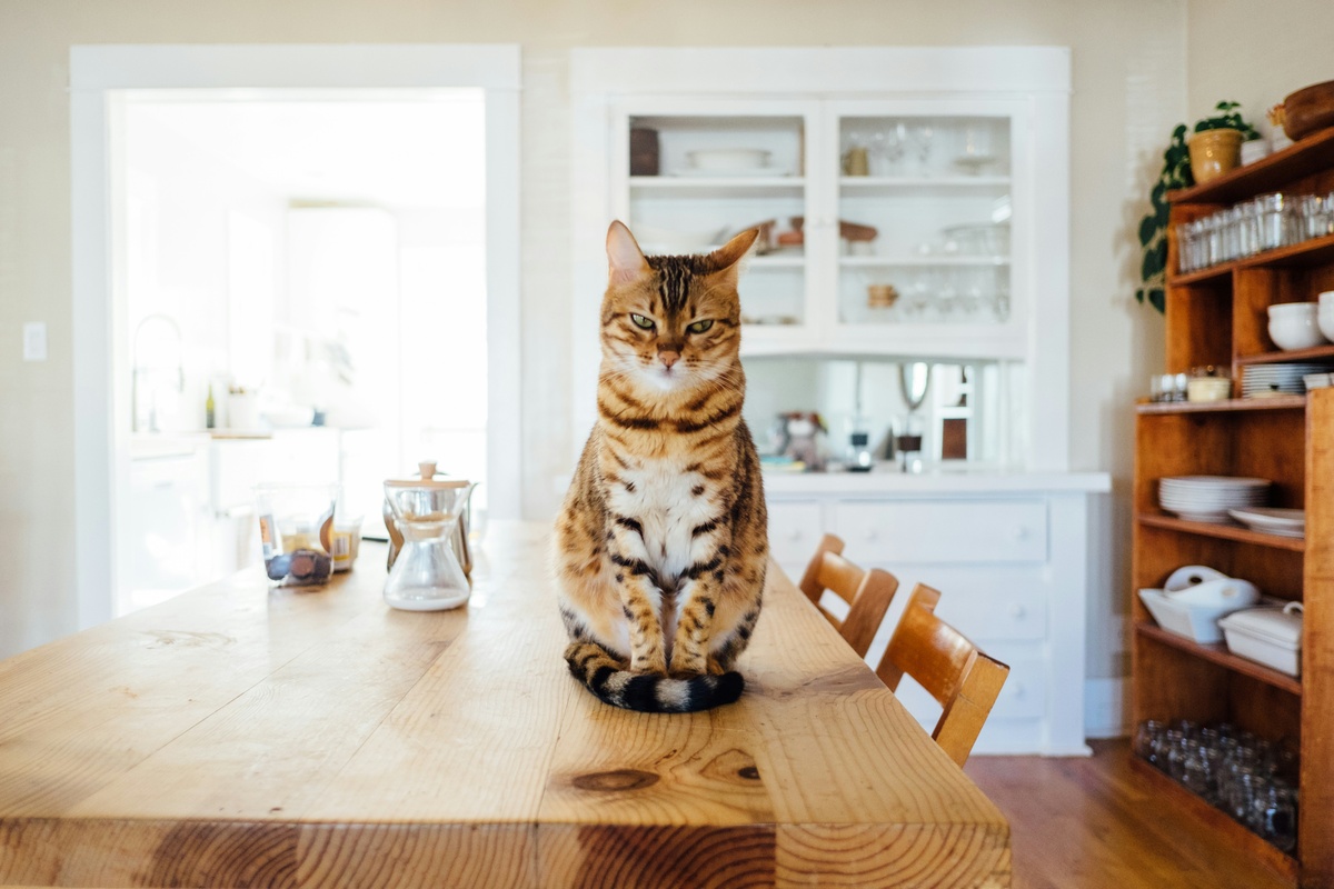 Six Ways to Make Your Home Work for Your Pet — Without a Full Renovation